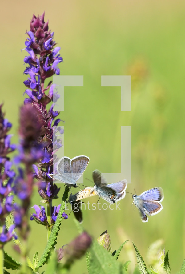 Closeup Adonis Blue butterfly on field
