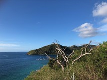 Dead tree on ocean cliff