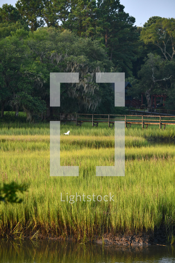 tall grasses in a marsh 