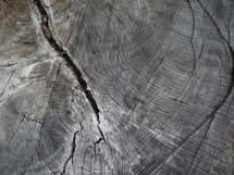 cracked tree stump 