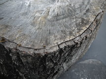 gray tree stump 