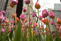 Tulips blooming with skyscrapers in the background.
