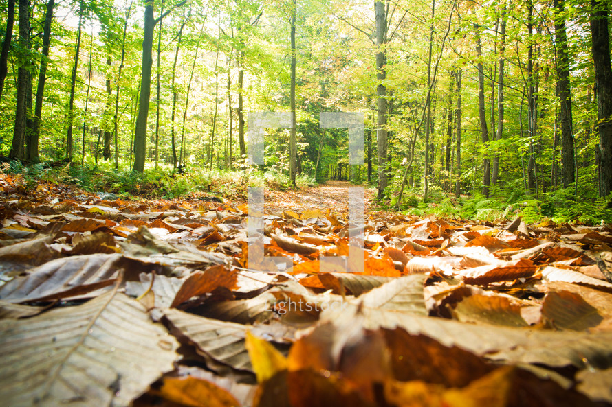 An autumn walk down a leaf-filled path.