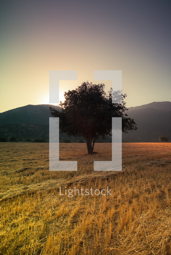 isolated tree in an open field at sunset 