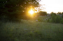 sheep in a pasture at sunset 