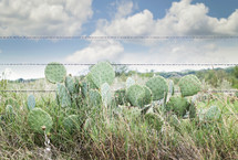 cactus and barbed wire fence 