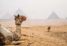 Camels in Giza, Egypt 