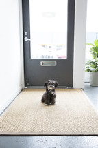 puppy sitting in front of a door 