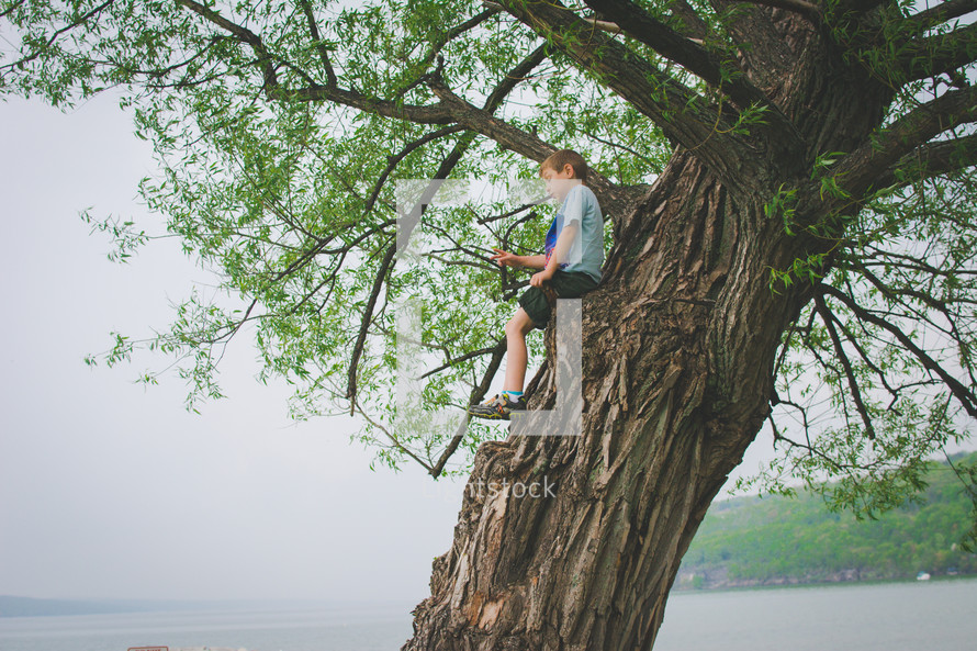 a boy climbing a tree 