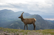 Elk standing in front of the Rocky Mountains on a cloudy day