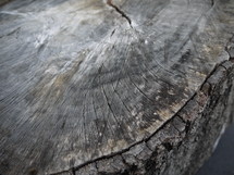 cracked tree stump 