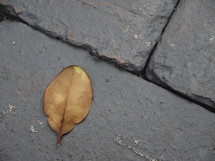 fall leaf on gray bricks 