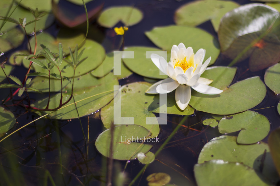 Water lily in a creek.