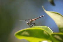 dragonfly on a green leaf 