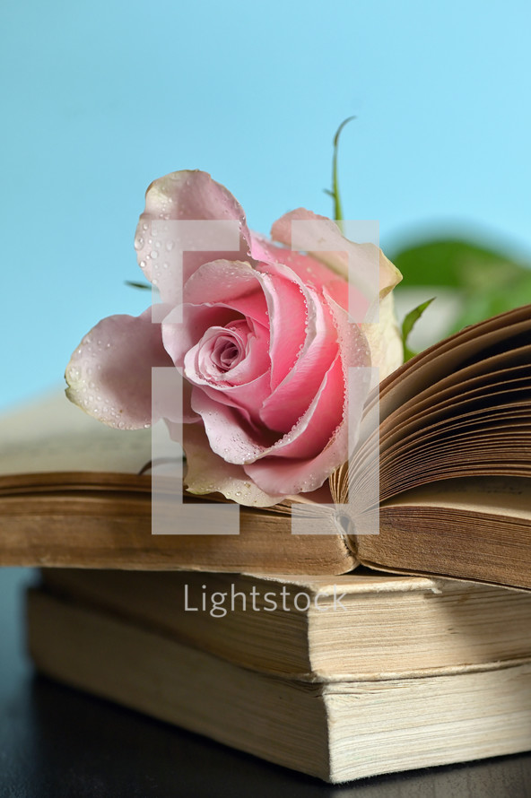 pink rose on the pages of a book 