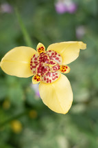 yellow orchid flower 