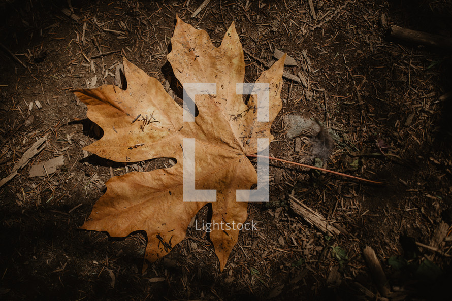 one maple leaf in sunbeam on forest floor