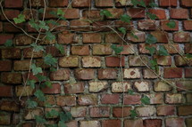 ivy growing on a brick wall 