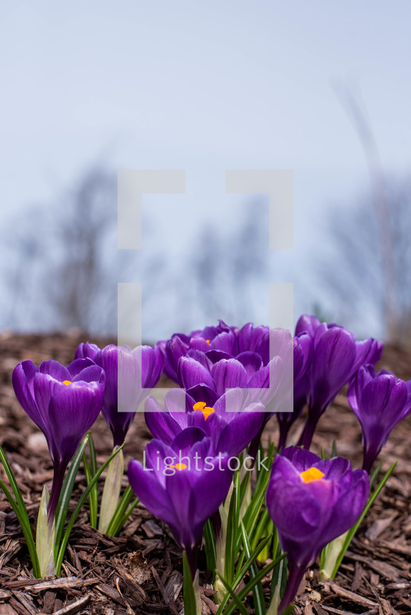 purple crocus flowers 