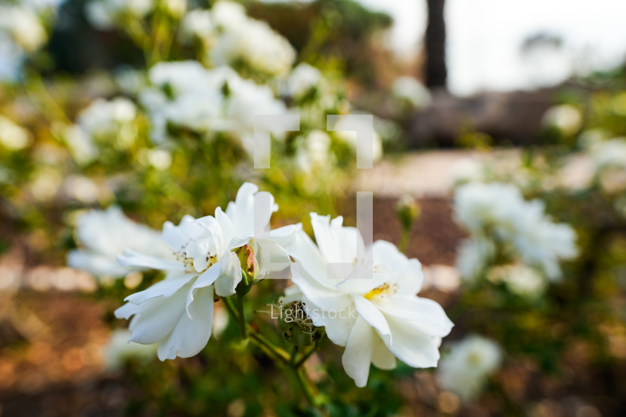 Close up of White Flowers in Bloom 