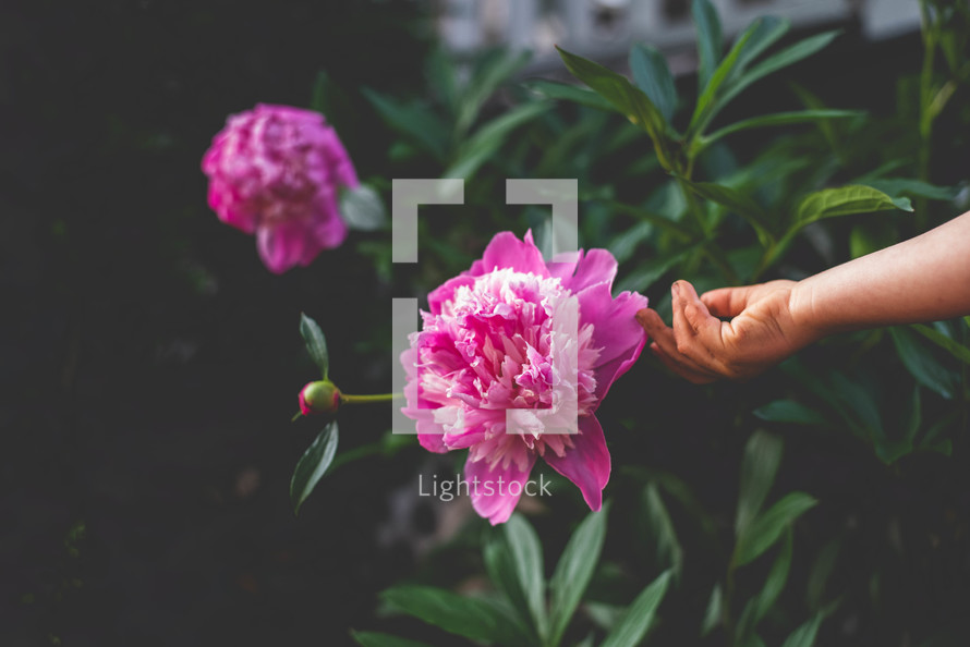 hand touching pink flowers 