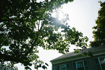 sunlight on tree branches and roof of a house 