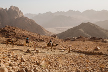 camels at Mount Sinai 