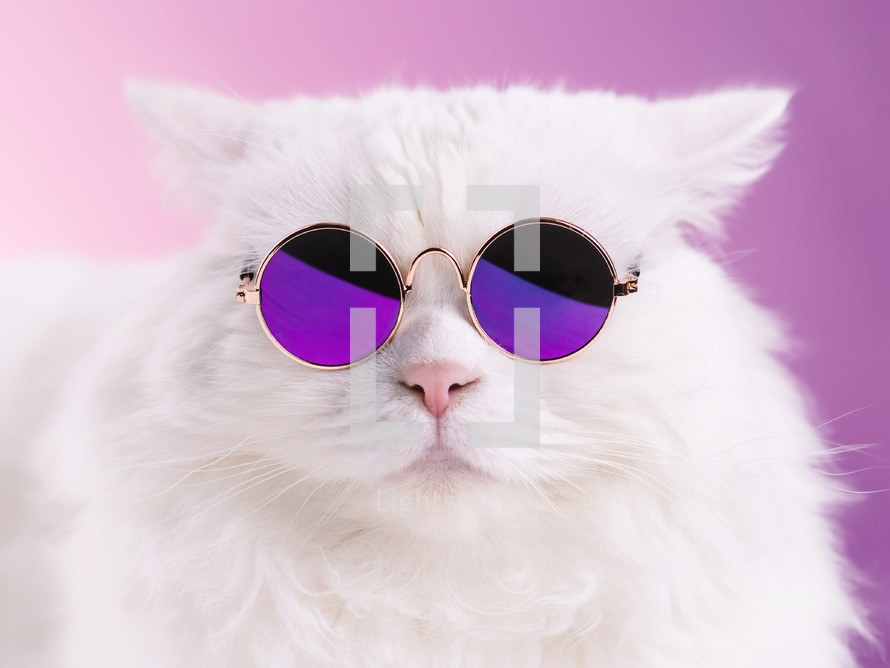 Close portrait of white furry cat in fashion sunglasses. Studio photo. Luxurious domestic kitty in glasses poses on pink background wall.