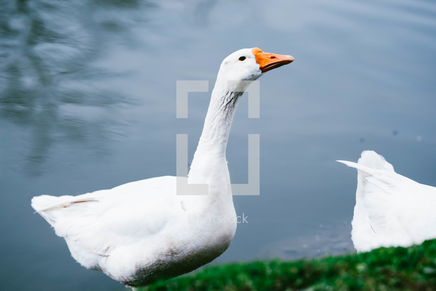 White swans in the park on the shore of the lake