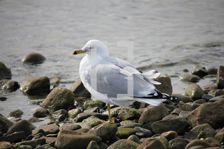 seagull on the shore 