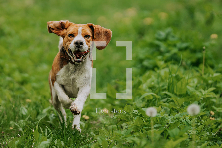 Running beagle puppy in spring grass outdoor. Cute dog on playing on nature background outside city. Adorable young doggy. High quality photo