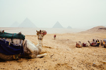 camels  in Giza, Egypt 