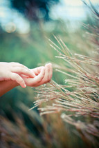 Child's hands in a wheat field.