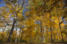 Forest of trees with fall foliage.