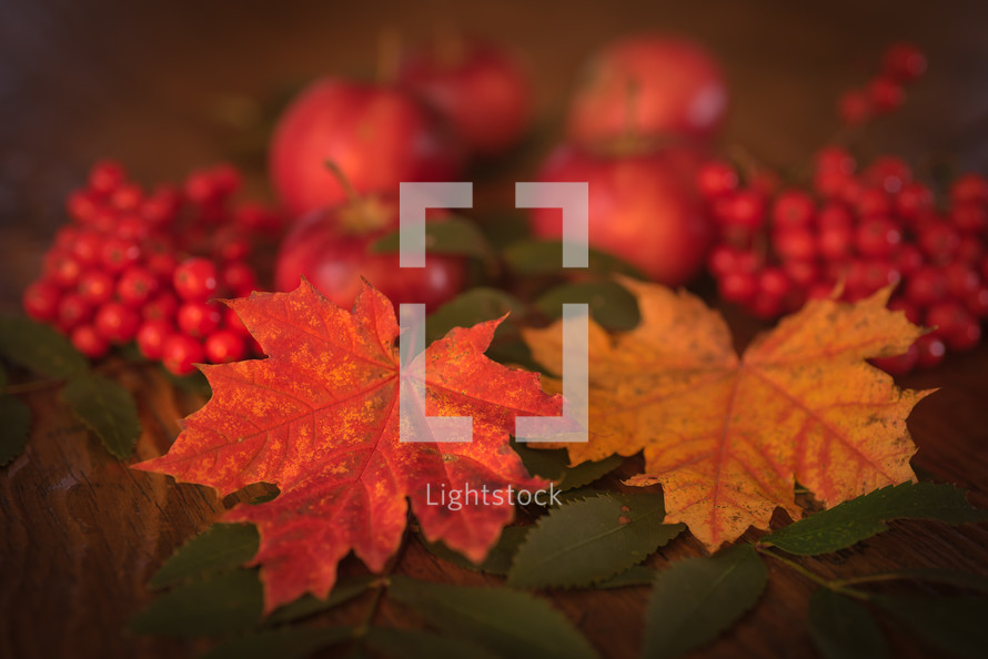 apples, red berries, and fall leaves on a wood table 