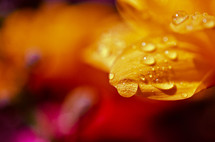Drops of water on flowers