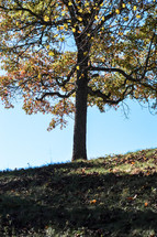 autumn tree on a hilltop 