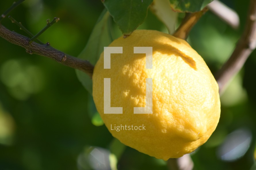 lemon on a tree 