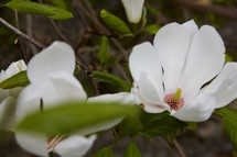 large white flowers on a tree
