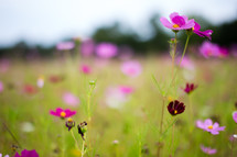 pink and fuchsia wildflowers 