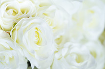 white roses 