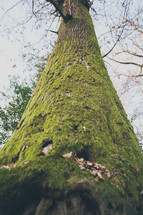 moss on tree bark 