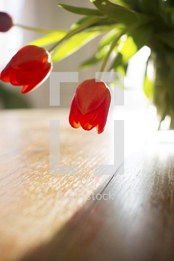 wilting tulips in a vase