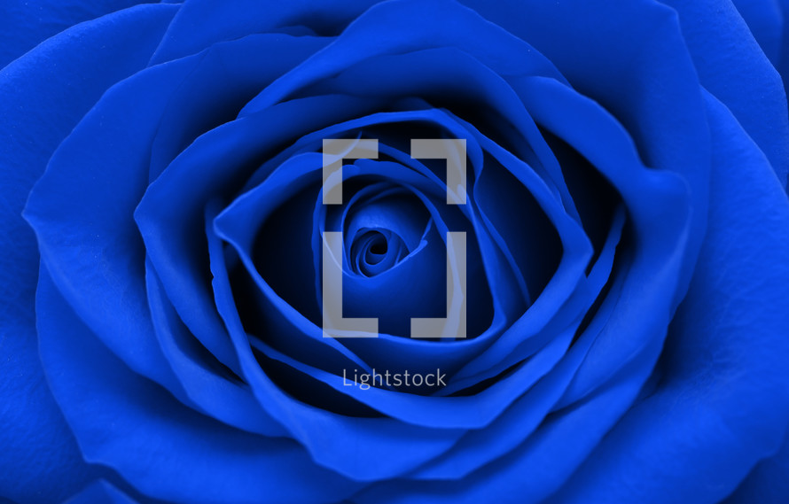 blue rose closeup 