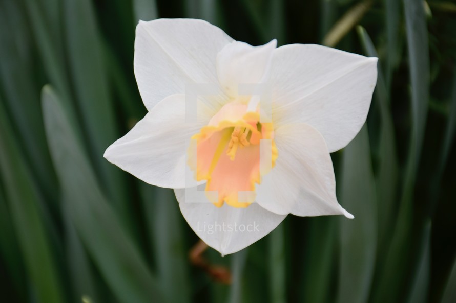 White daffodil with yellow center 