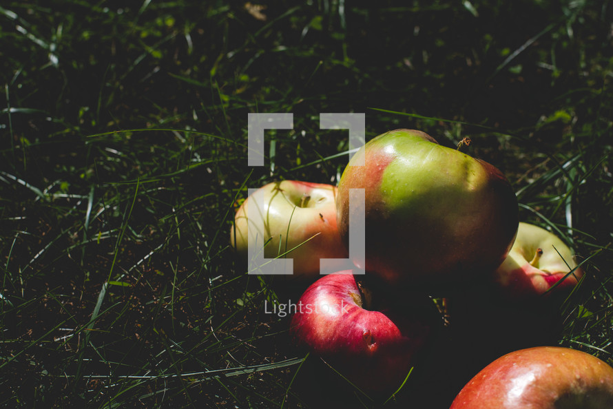 apples in grass