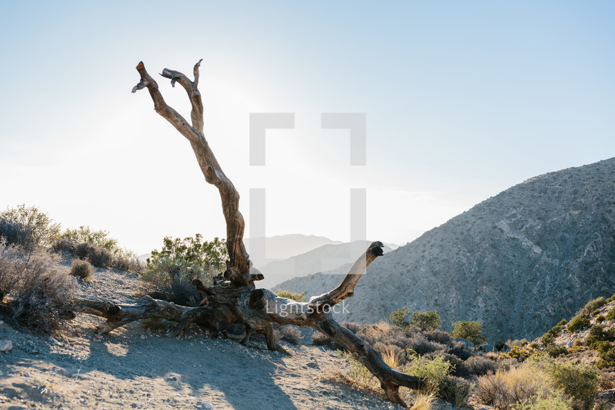 fallen tree and desert landscape 