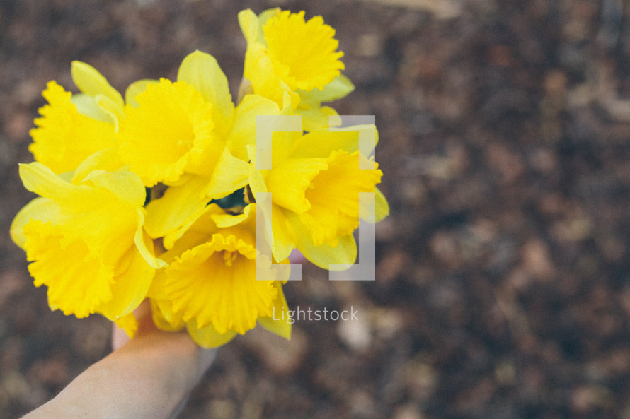 bouquet of daffodils 