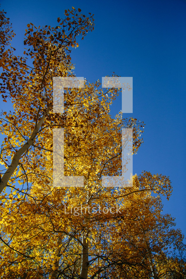 yellow and brown leaves on a fall tree and blue sky