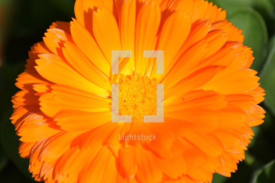 Edible bright Orange flower background, Calendula, also known as pot marigold